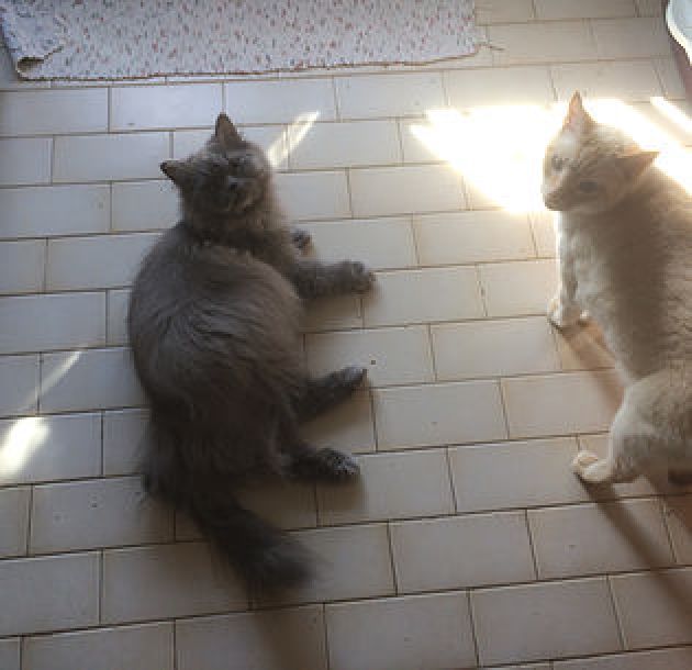 Kaden e Sisou