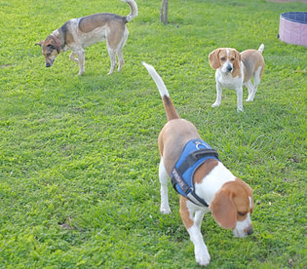 Lexie, Jordan e Skyla