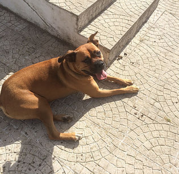 Bruguel